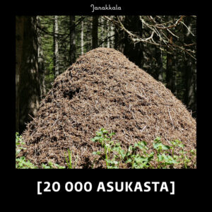 20 000 asukasta, kuvassa iso muurahaiskeko keskellä metsää