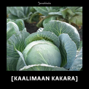 kaalinpää pellolla