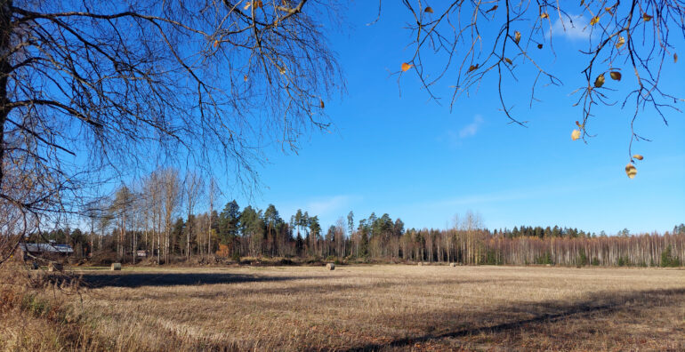 Peltomaisema.