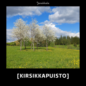 Kukkivia kirsikkapuita.