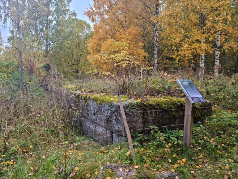 Vanha kivijalka osin kasvien peitossa.