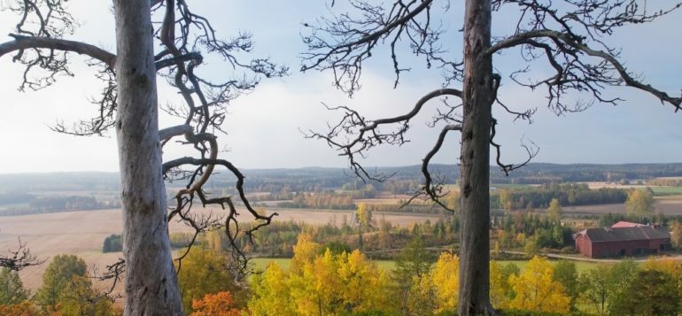 Hakoisten linnavuoren kelohongat kehystävät kulttuurimaisemaa Janakkalassa.