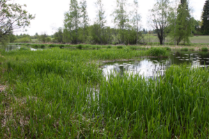 Räikälänjoen suistoa jossa kasvaa runsaasti kaisloja.