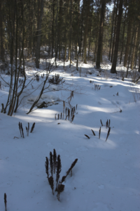 Lumihanki on peittänyt metsän kasvillisuuden.