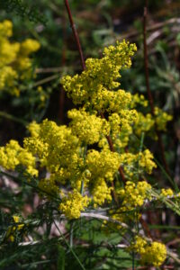 Keltamataran keltaiset kukat muistuttavat poutapilviä.