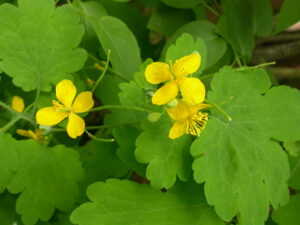 Keltamon pienissä, keltaisissa kukissa on neljä terälehteä.