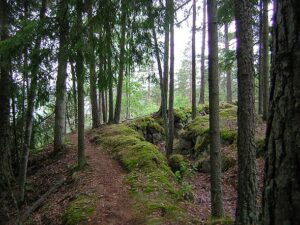 trenches on top of Määkynmäki near Laurinmäki crofter's museum in Janakkala