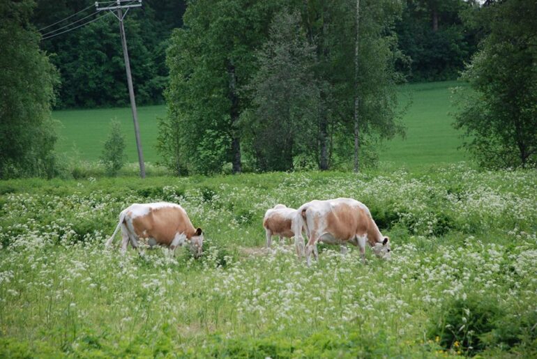 Finnish cows in green pastures of Räikälä in Laurinmäki Janakkala