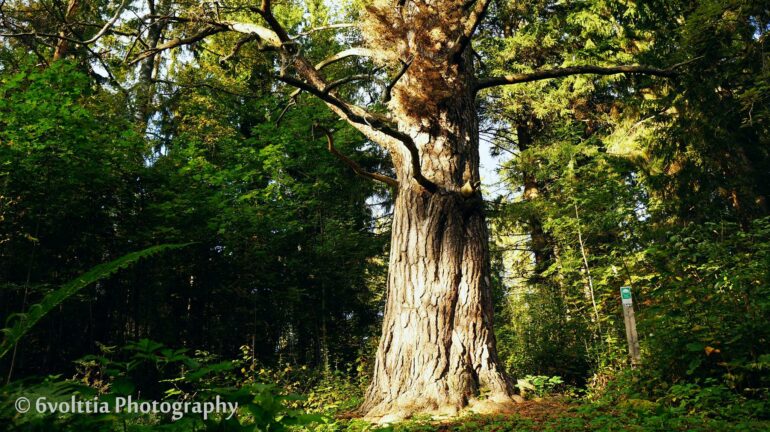 Old, protected pine tree along Laurinmäki nature trail, Janakkala