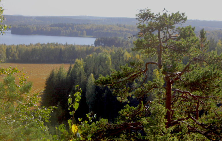 Näkymä Laurinmäen luontopolun varresta Määkynmäeltä