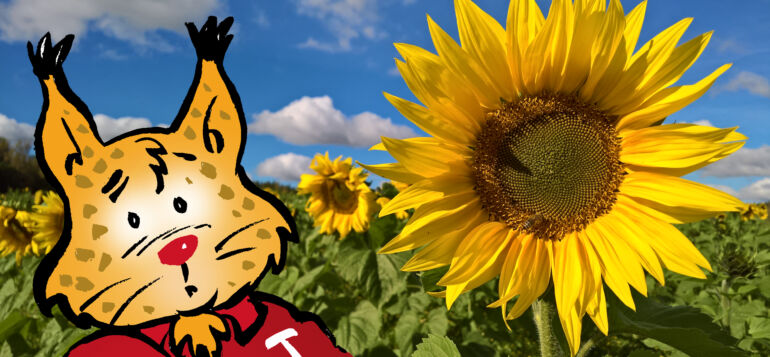 Janakkalan oma kuntamaskotti The Ilves auringonkukkapellolla.