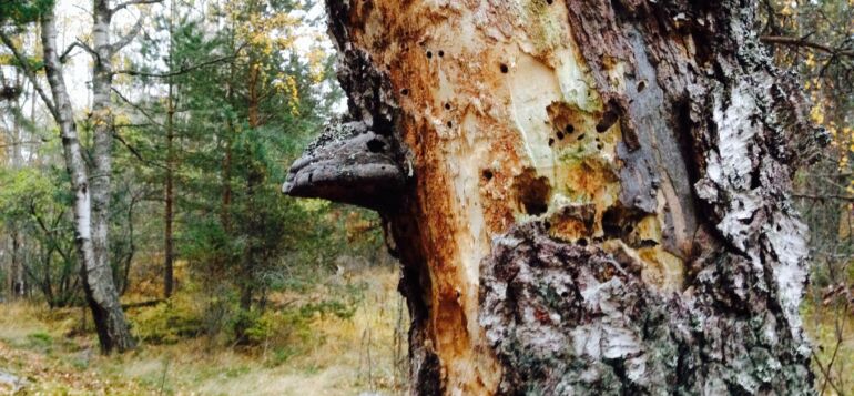 Lahoamassa oleva koivu keskellä metsää. Kyljessä suuri pahka.