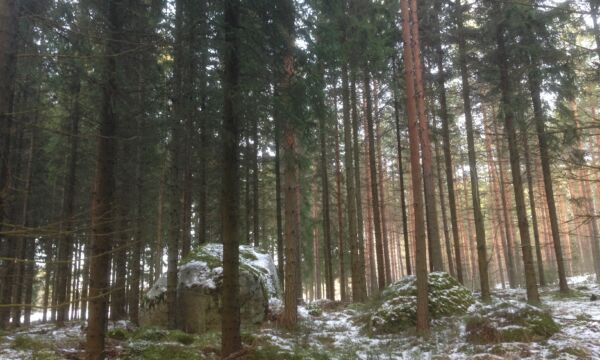 syksyinen metsä.