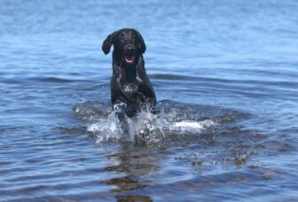 Musta koira uimassa vedessä.