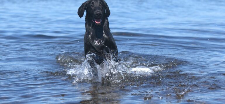 Musta koira uimassa vedessä.