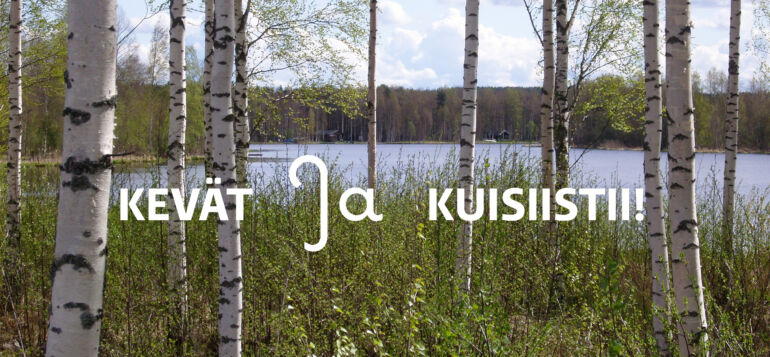 Keväisiä koivuja rannalla.