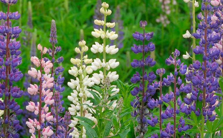 Värikkäät lupiinit kukassaan.