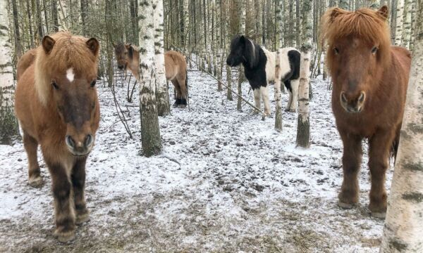 islanninhevosia talvisessa koivikossa.