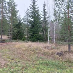 Nurmea ja metsää.