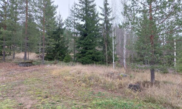 Nurmea ja metsää.