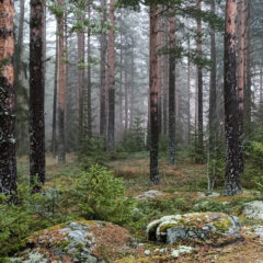 Mäntymetsää.
