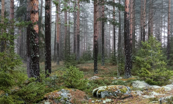 Mäntymetsää.