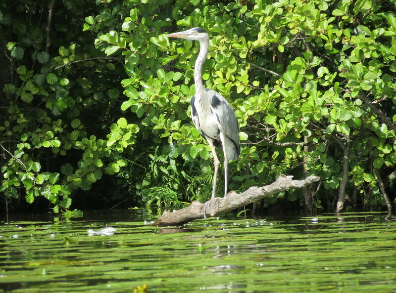 Harmaahaikara seisoo puukarahkan päällä järven rannalla.