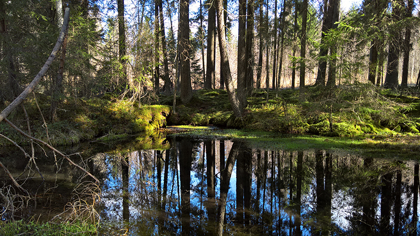 Big spring.
