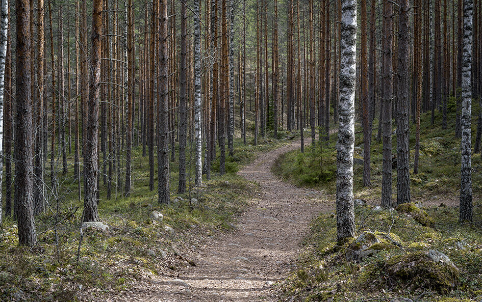 Leveä polku metsässä.