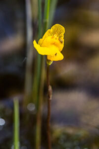 Rimpivesiherneen keltainen kukinto.