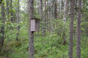 Linnunpönttö suon reunaman metsikössä.