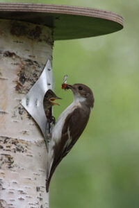 Kirjosieppo ruokkii poikastaan linnunpöntön suulla.