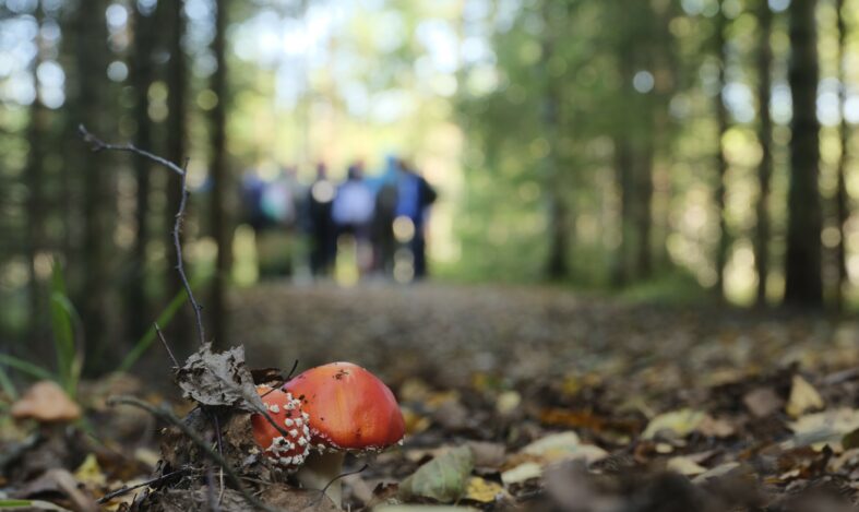 Kärpässieni ja taustalla ryhmä oppilaita.