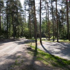 Mäntymetsäinen matkaparkki