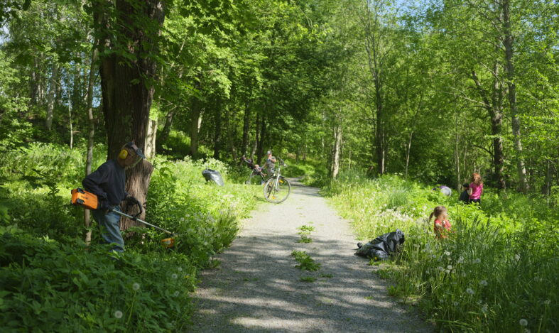 Ihmisiä kerää jättipalsamia kävelyreitin varrelta.