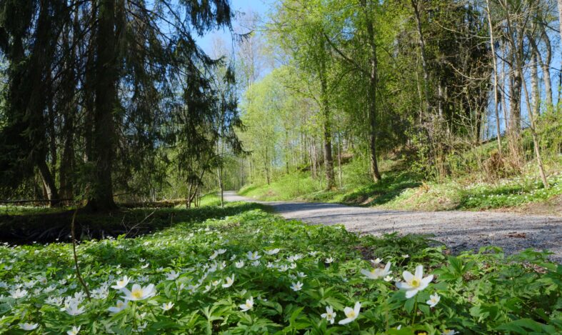 Valkovuokkoja käveyreitin varrella.