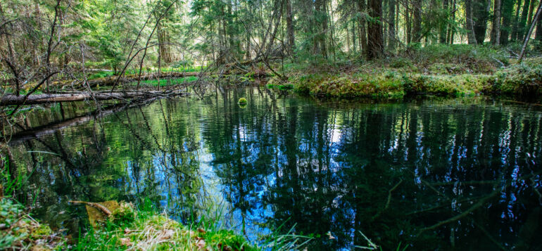 A natural spring in a forest.