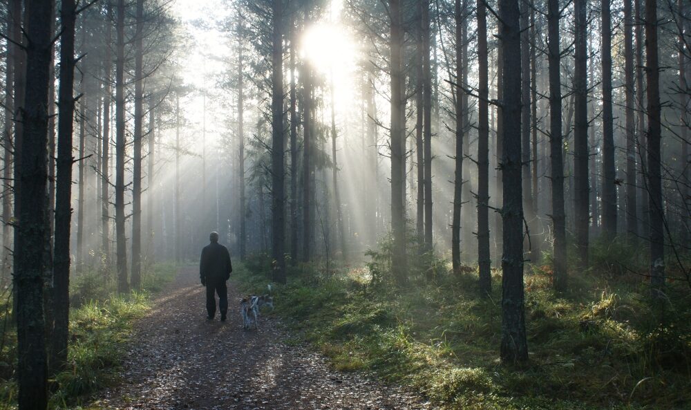 A man and a dog walking on a forest trail, sun shining through the trees.