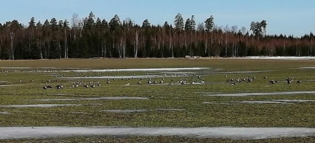 A flock of geese on a field. Sunny day in early spring.