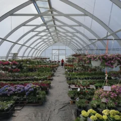 Suuri kasvihuone, jossa kesäkukkia kahden puolen käytävää. Käytävän päädyssä seisoo ihminen.