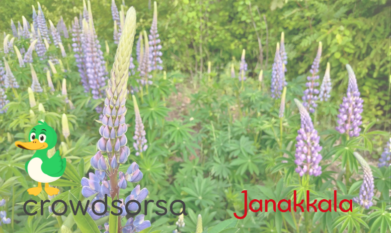 Violetteja lupiineja. Kuvan päällä Crowdsorsan ja Janakkalan kunnan logot.