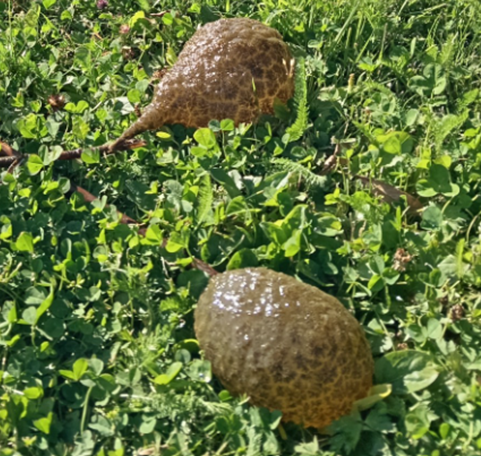 Kaksi hyytelösammaleläintä massa apiloiden päällä.