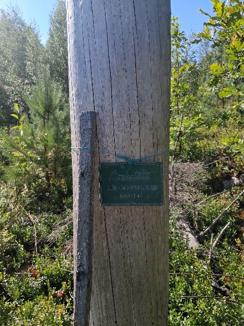 Lähikuva kelottuneesta männynrungosta. Runkoa vasten nojaa puinen keppi ja rungon ympärillä on naru, josta roikkuu kyltti. Rungon takan on nähtävissä muuta kasvillisuutta.