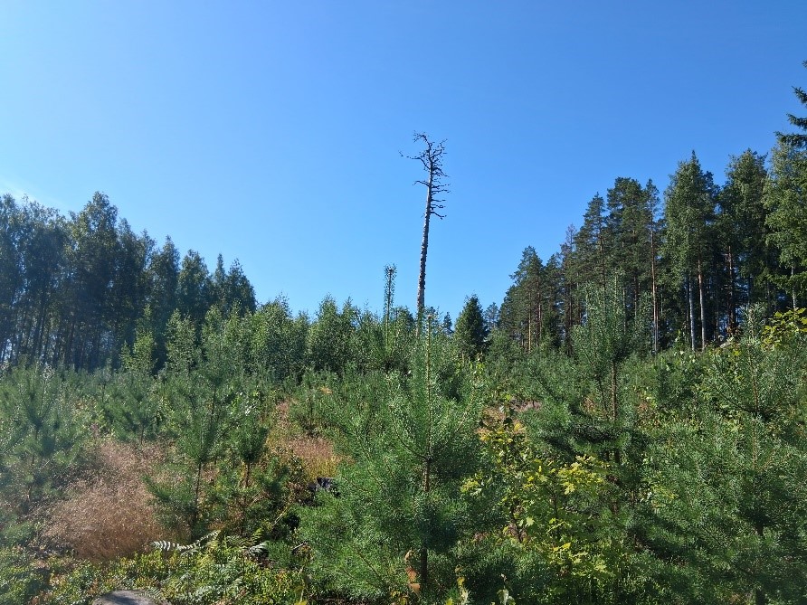 Yksi korkea ja kelottunut mänty kasvaa hakatun metsäalueen keskellä. Hakkuualueen reunoilla kasvaa muita puita.