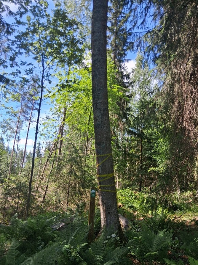 Kuvagallerian kuva