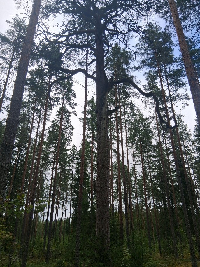 Kuvagallerian kuva