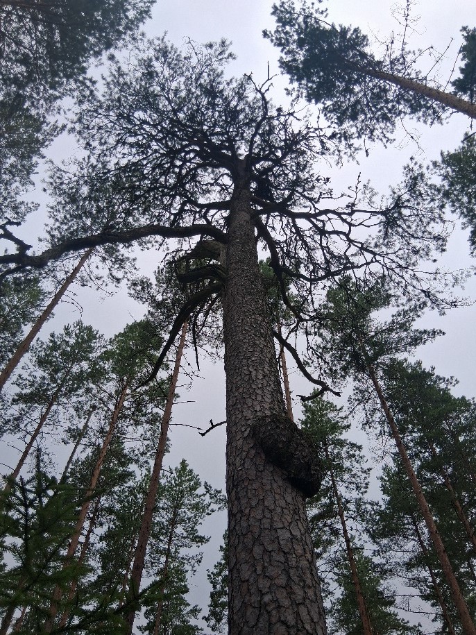 Kuvagallerian kuva