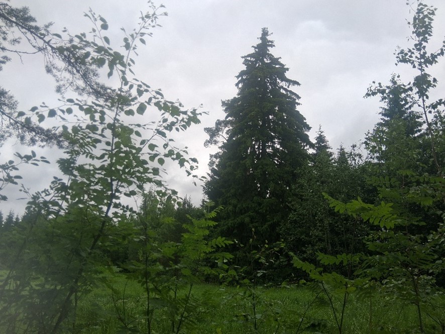 Kuvagallerian kuva