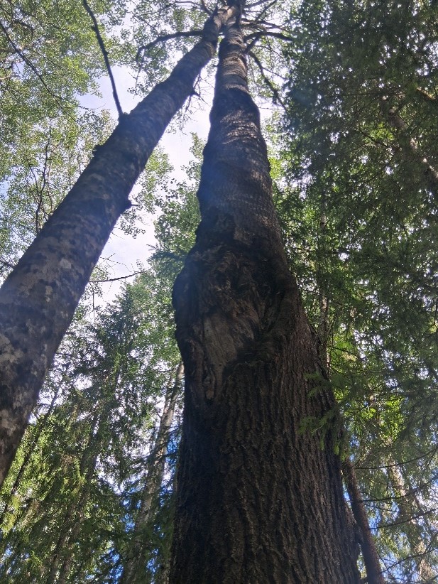 Korkeat lehmus ja haapa kuvattuna alhaalta ylöspäin. Yläosassa näkyy puiden latvastoa ja taivasta.