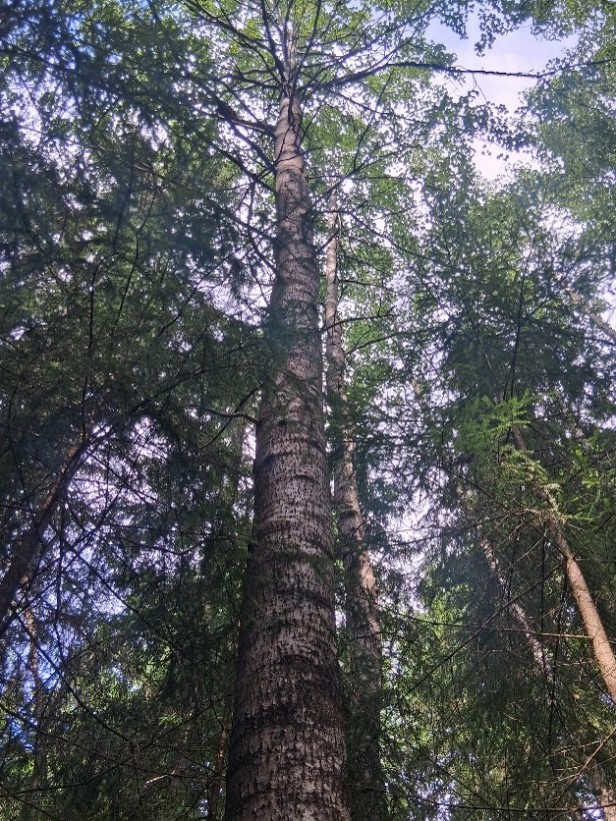 Suuri haapa kohoaa muiden puiden keskellä.